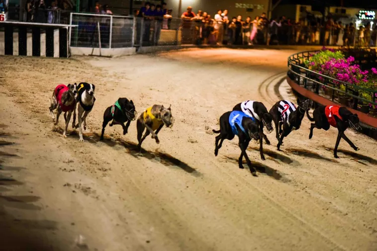 Cách Chơi Game Nhanh Đua Chó Tại 98Win Thắng Lớn Nhanh Chóng 2 Cách Chơi Game Nhanh Đua Chó Tại 98Win Thắng Lớn Nhanh Chóng