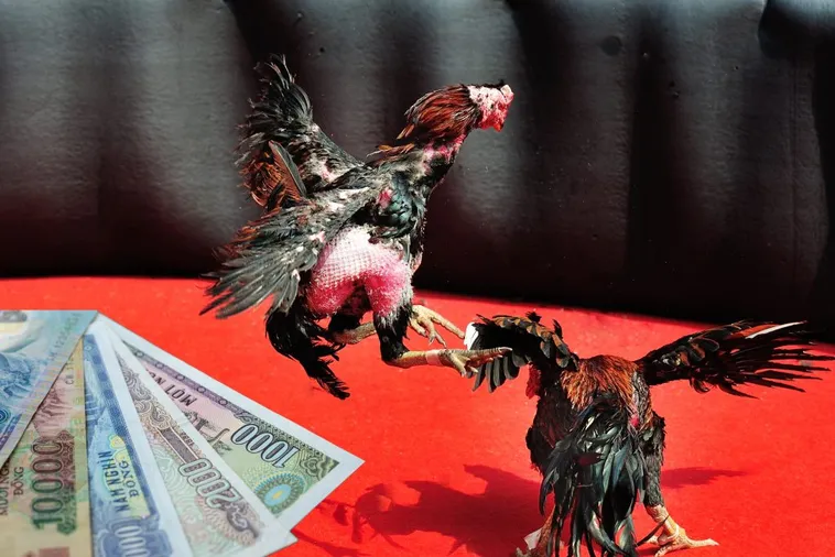 Hướng Dẫn Chơi Đá Gà Sabong Tại 98Win Thắng Lớn Nhanh Chóng 1 Hướng Dẫn Chơi Đá Gà Sabong Tại 98Win Thắng Lớn Nhanh Chóng